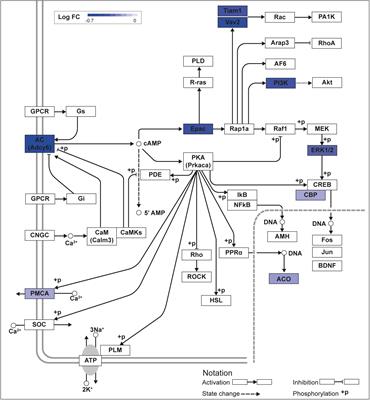 Krüppel-Like Factors 9 and 13 Block Axon Growth by Transcriptional Repression of Key Components of the cAMP Signaling Pathway